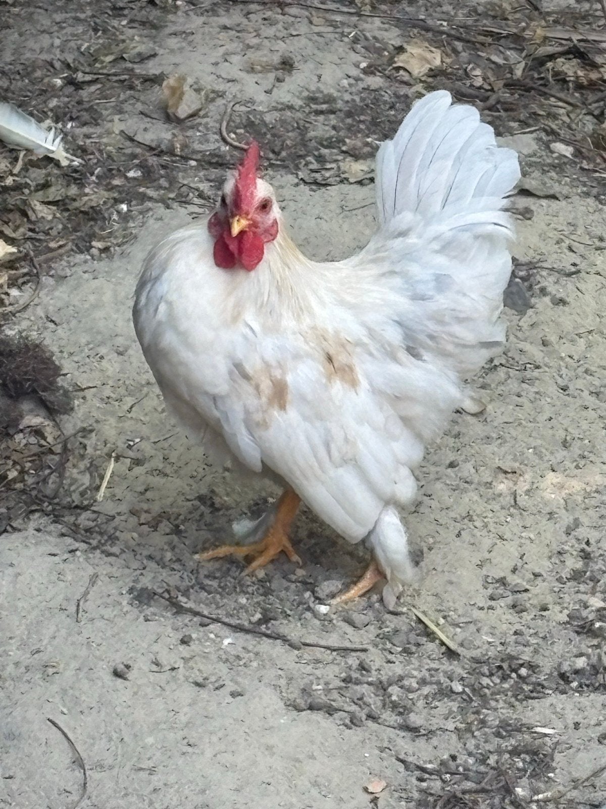 2 serama haantjes, Dieren en Toebehoren, Pluimvee, Mannelijk, Kip