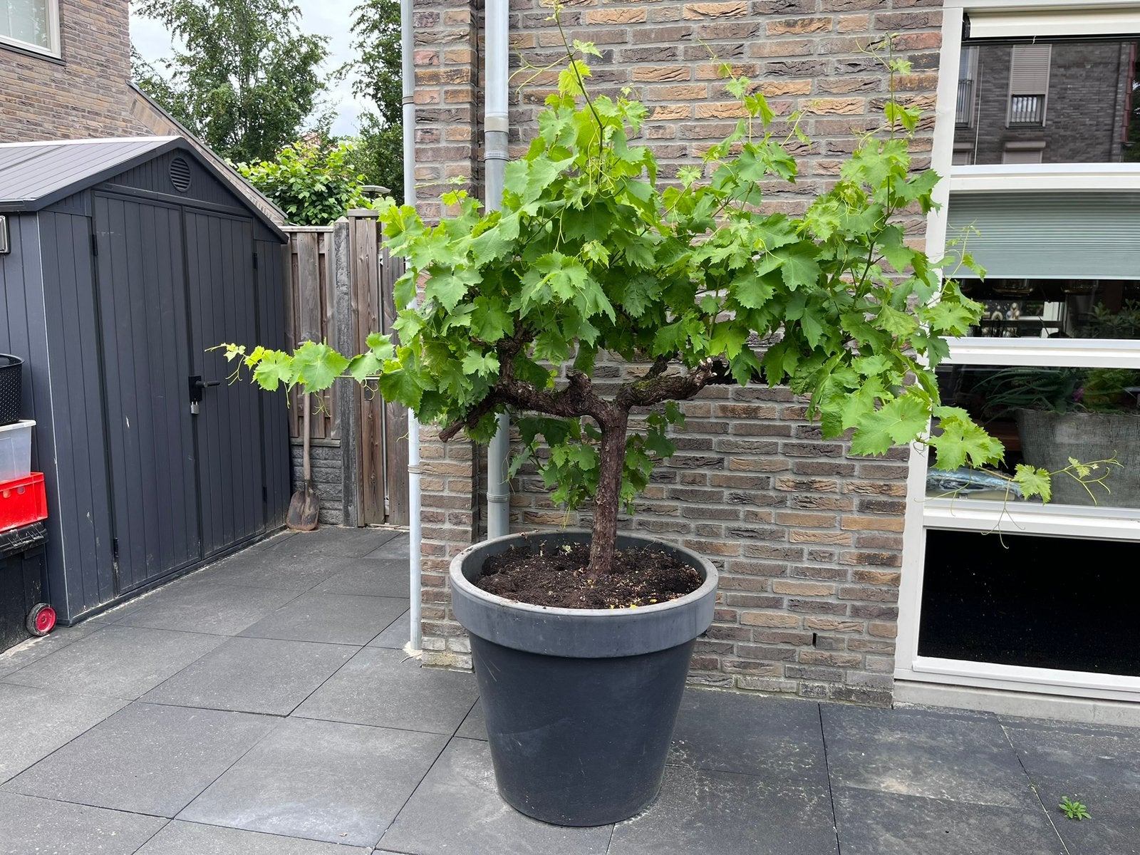 Oude druivenboom / druif op stam / druivenplant wit incl pot, Overige soorten, 100 tot 250 cm, Zomer, Ophalen