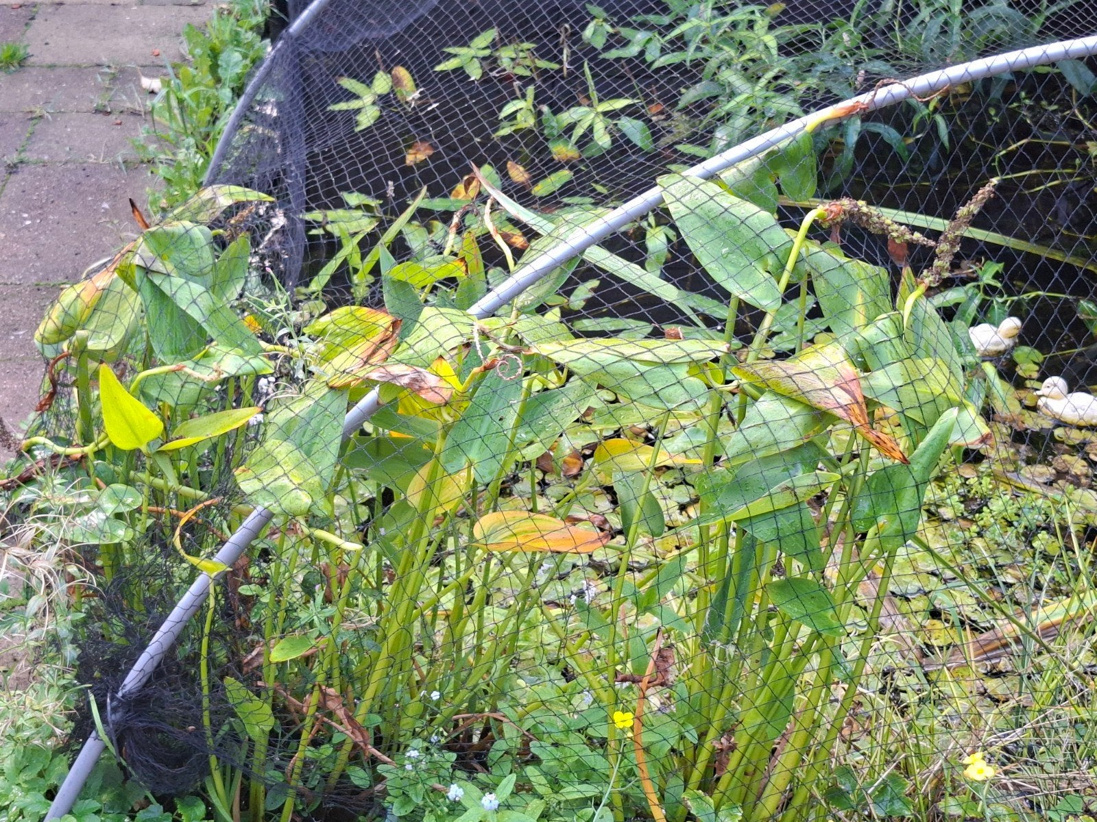 verschillende soorten vijverplanten te koop, Ophalen, Gebruikt
