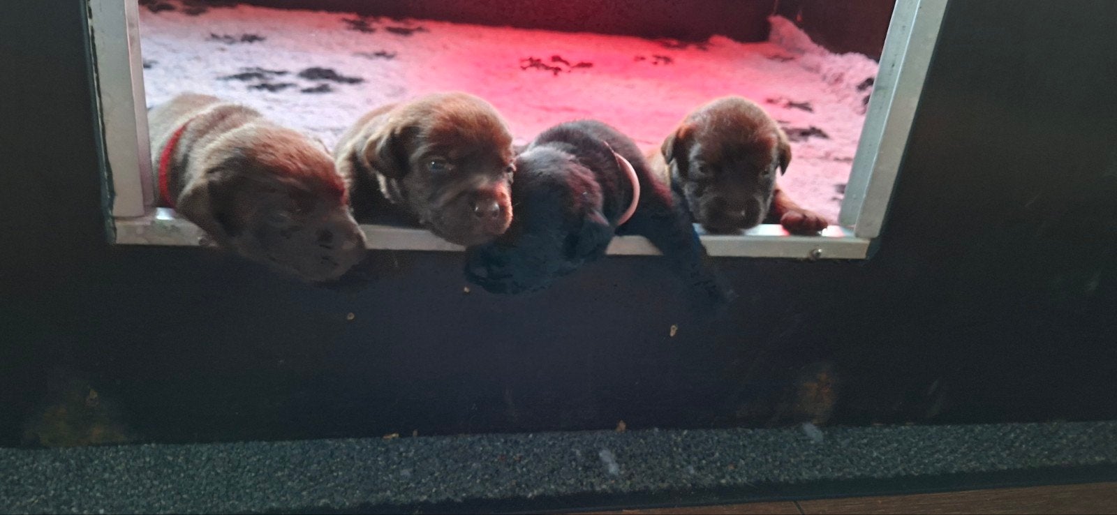 Boulab pups, 8 tot 15 weken, Labrador retriever, Meerdere, Meerdere dieren