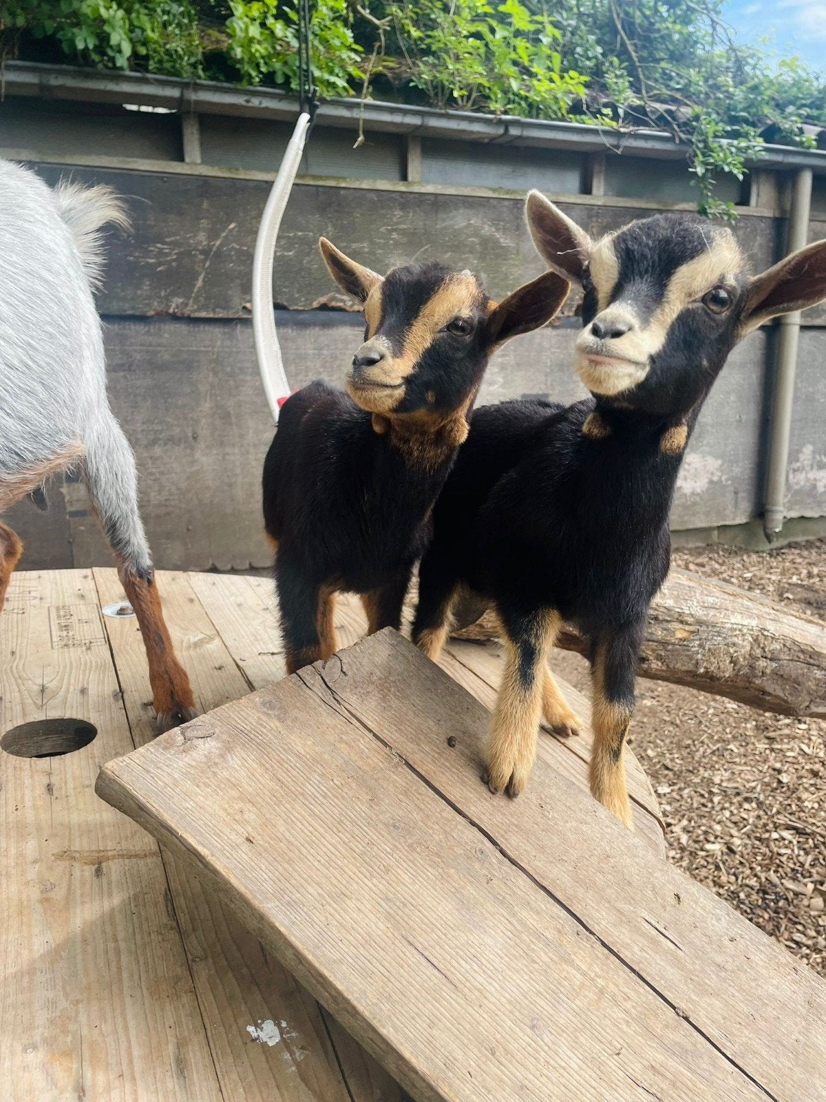 2 geitjes en 1 bokje. Black en tan met maanvlekken, Dieren en Toebehoren, Schapen, Geiten en Varkens