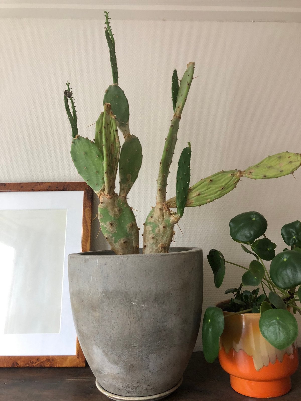 Vijgcactus, Ophalen, Halfschaduw, Cactus, Minder dan 100 cm