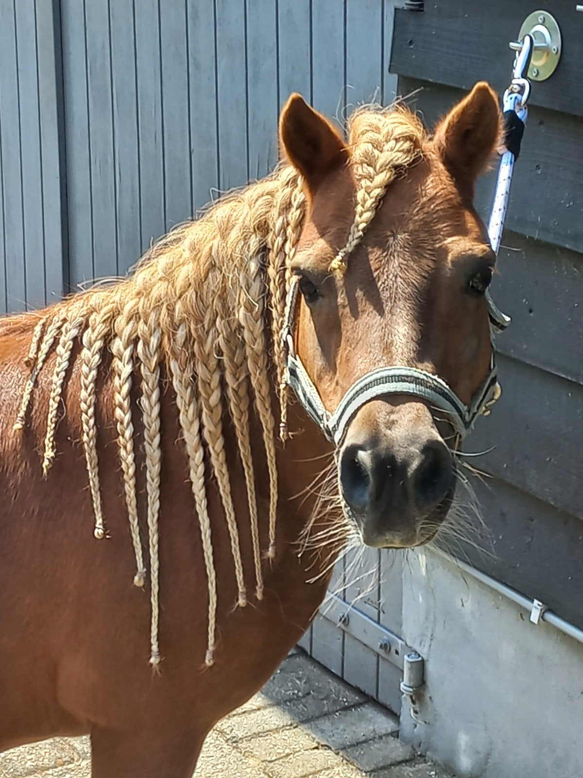 Shetlander merrie te koop, Dieren en Toebehoren, Pony's, Merrie, Niet van toepassing, 11 jaar of ouder, Met stamboom, Gechipt