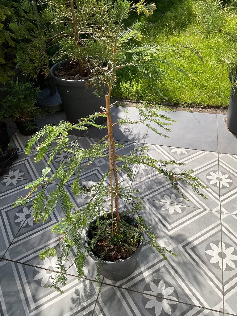 Sequioa Sempervirens Kust mammoetboom, Bloeit niet, Halfschaduw, Overige soorten, 100 tot 250 cm