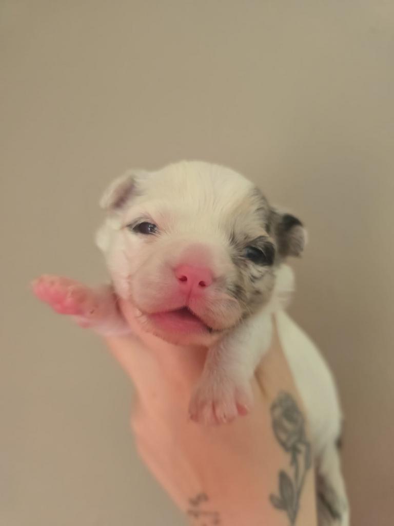 Lieve pups te koop vlinderhond x chihuahua, 8 tot 15 weken, Meerdere, Meerdere dieren, Klein
