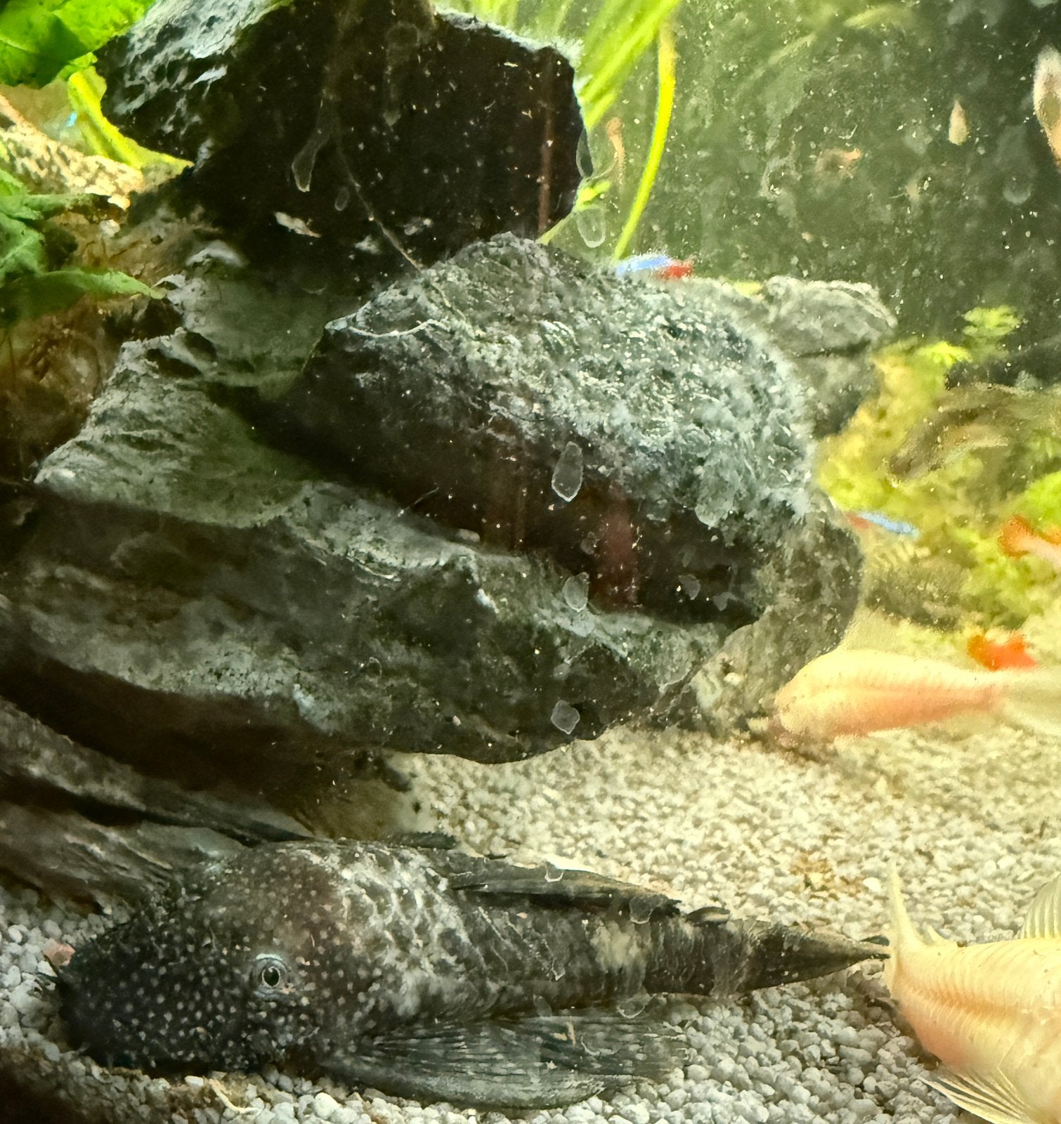 6 grote algeneters, Overige typen, Zoetwatervis