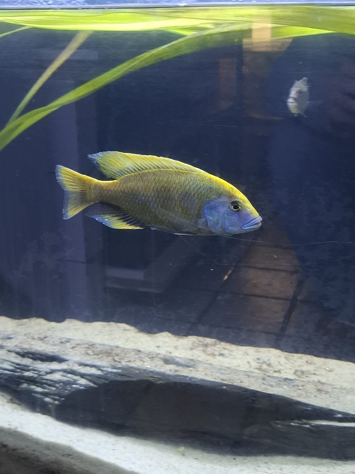 Nimbochromis Venustus, Vis