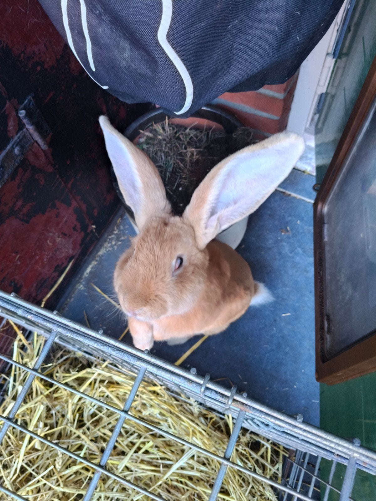 kopel Duitse reus konijnen, Meerdere dieren, Groot, 0 tot 2 jaar