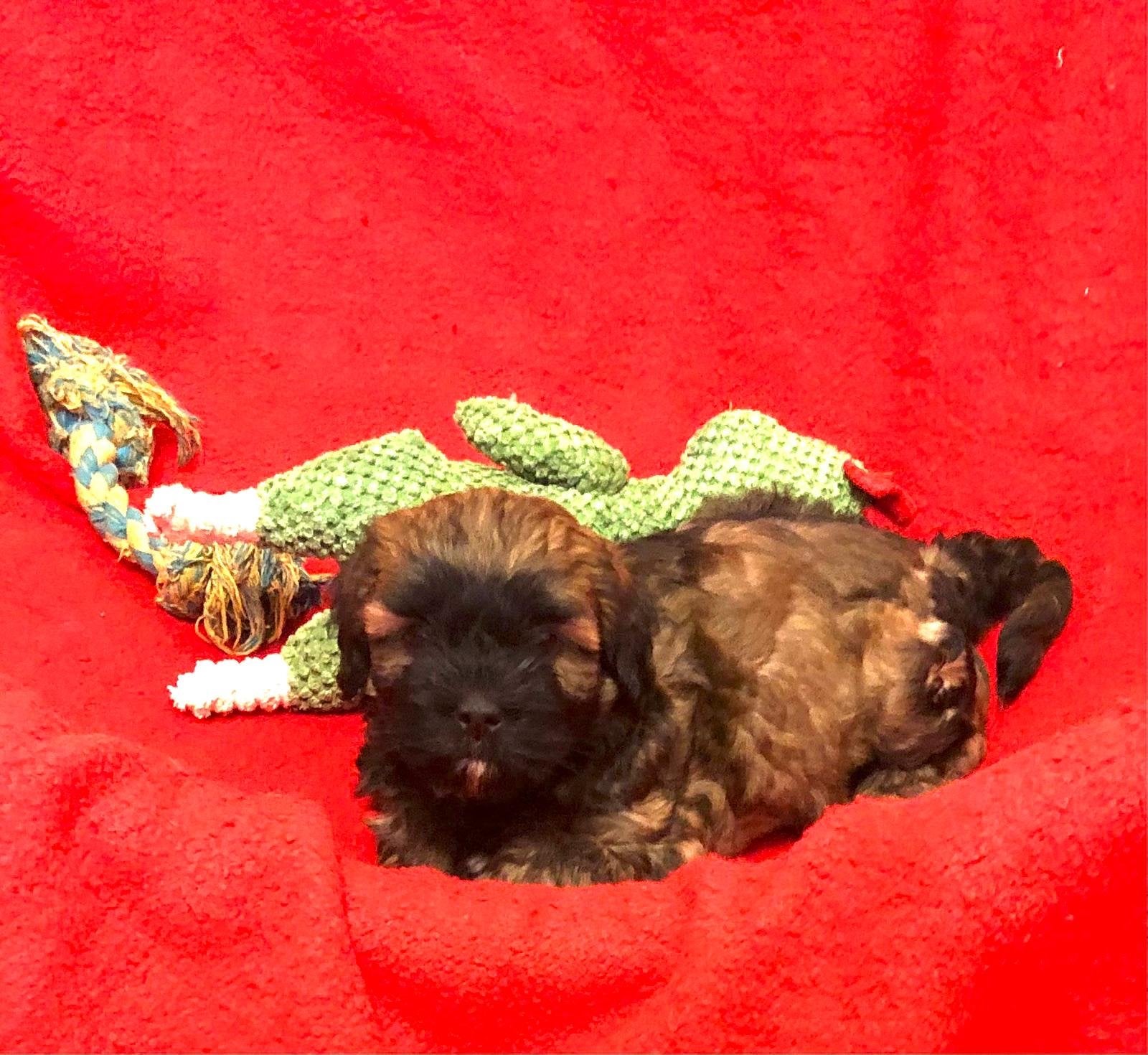 Super leuke boomer pups, Parvo, Reu, 8 tot 15 weken, Meerdere