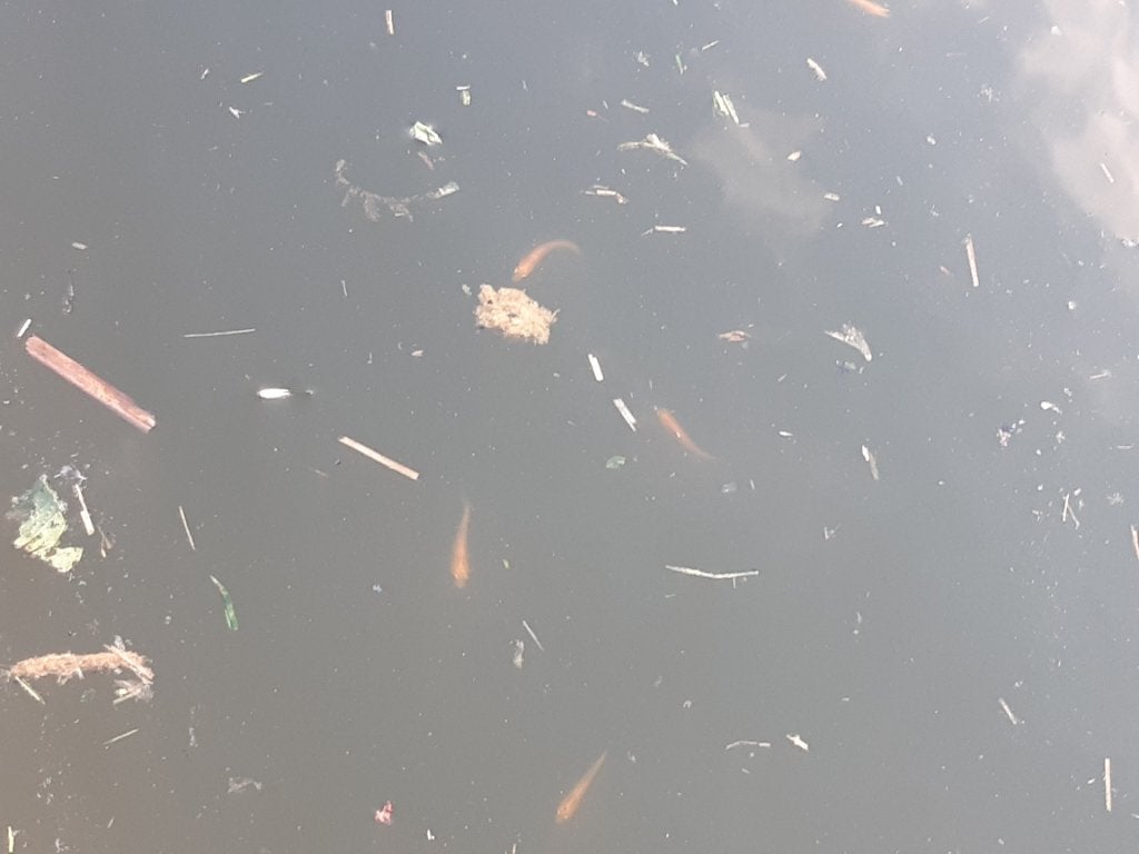 Te koop jonge gouden elrits, Dieren en Toebehoren, Vissen | Vijvervissen, Overige soorten