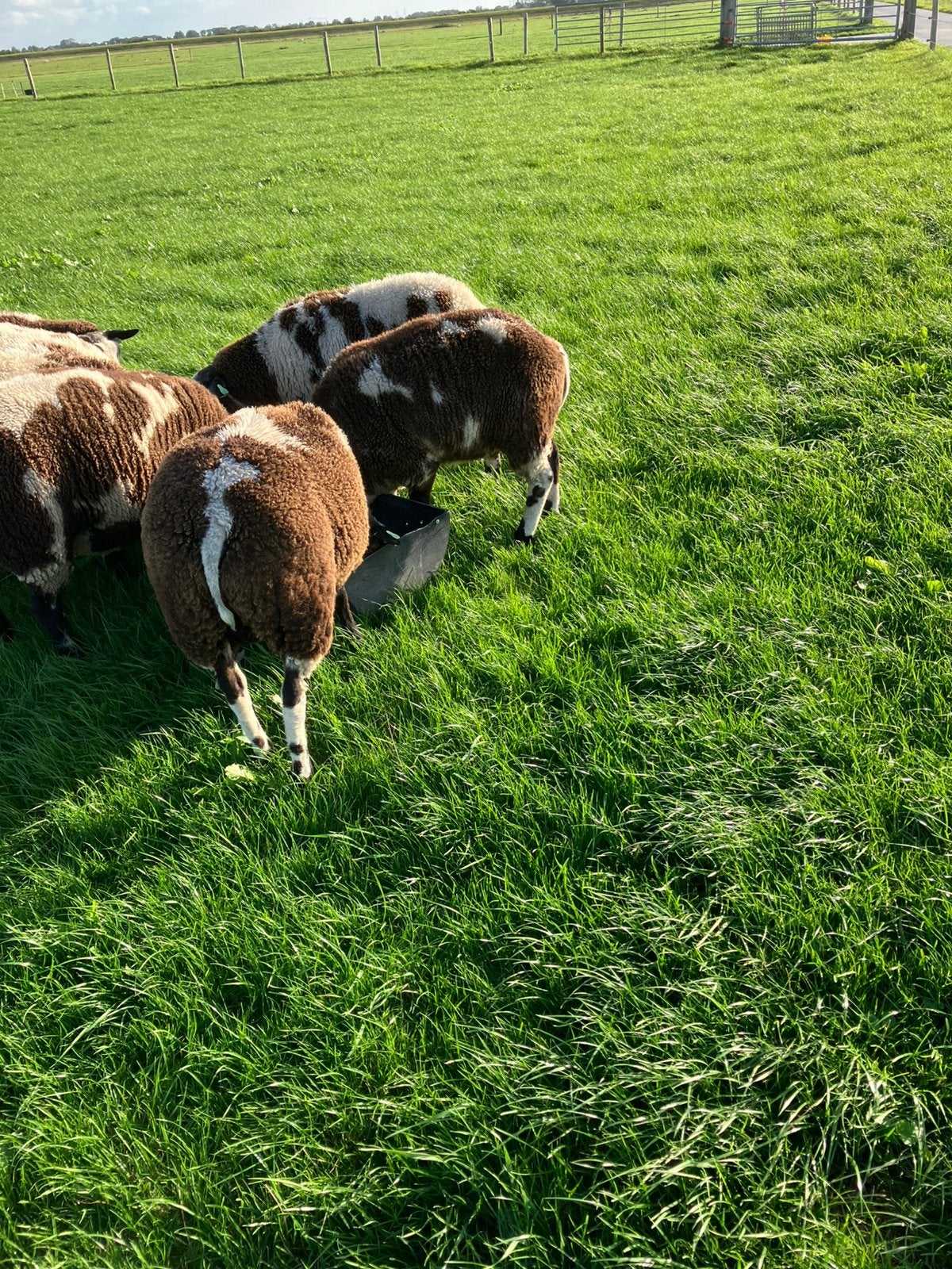 Te koop mooie luxe Bonte rammen, Dieren en Toebehoren, Mannelijk, Schaap