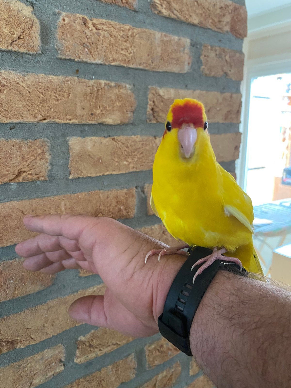 Jonge kakariki’s, Dieren en Toebehoren, Vogels | Parkieten en Papegaaien, Meerdere dieren, Parkiet, Tam