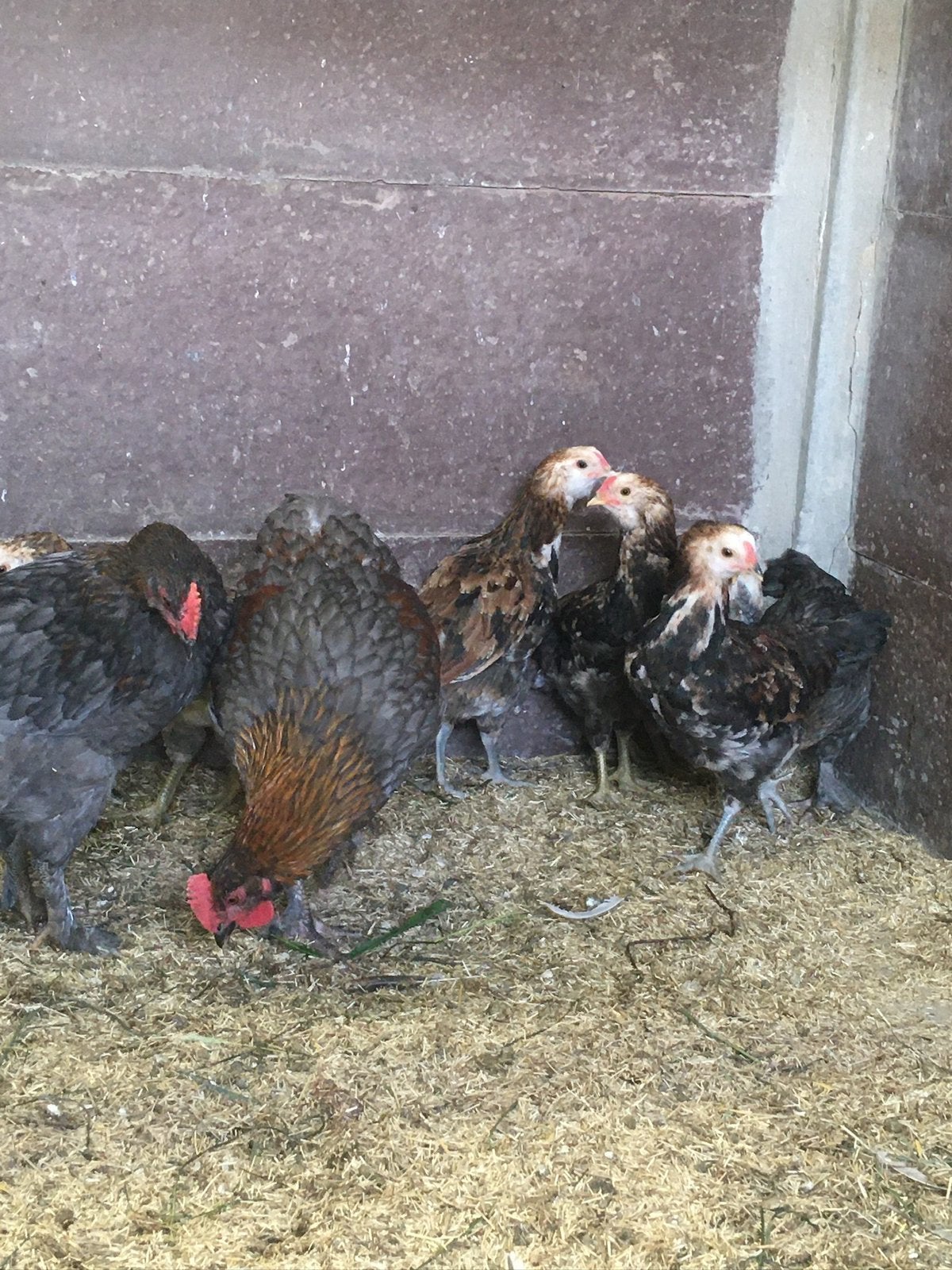 Marans hanen roodkoper zwart en roodkoper blauw, Dieren en Toebehoren, Mannelijk, Kip