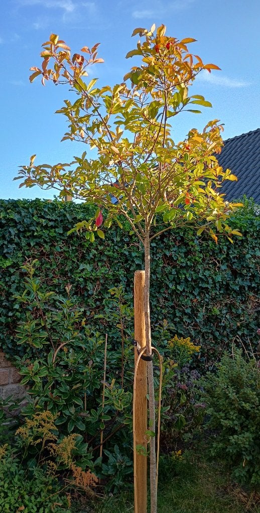 2x Glansmispel, Tuin en Terras, Planten | Bomen, Overige soorten, Lente, 100 tot 250 cm, Ophalen