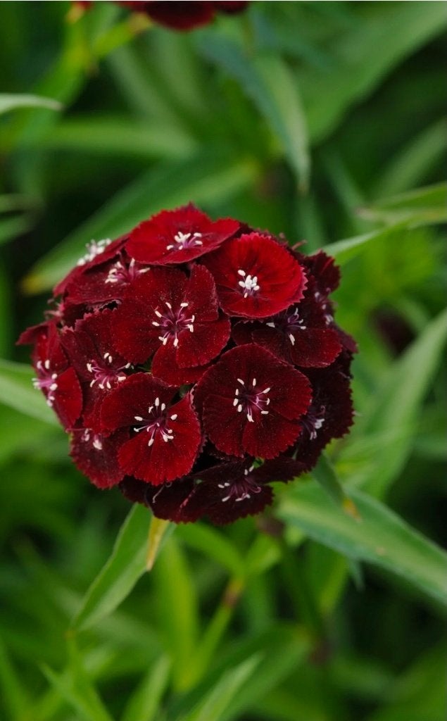 duizendschoon black cherry, Ophalen, Eenjarig, Groenteplanten, Volle zon