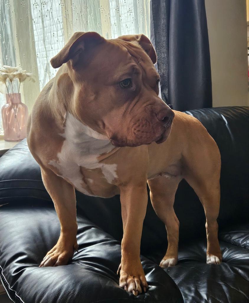 American bully xl, Dieren en Toebehoren, Honden | Jack Russells en Terriërs, België, Particulier, Overige rassen, Teef
