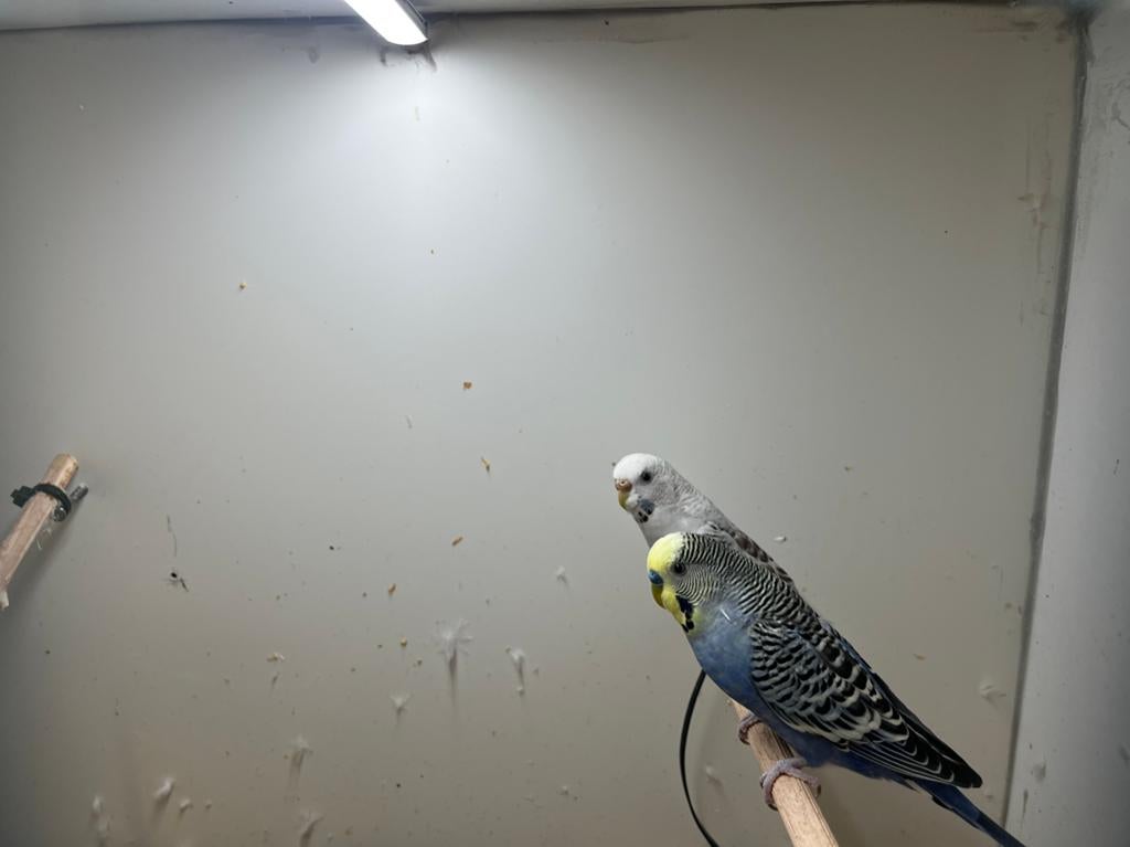 Koppel grasparkieten, Dieren en Toebehoren, Meerdere dieren, Parkiet