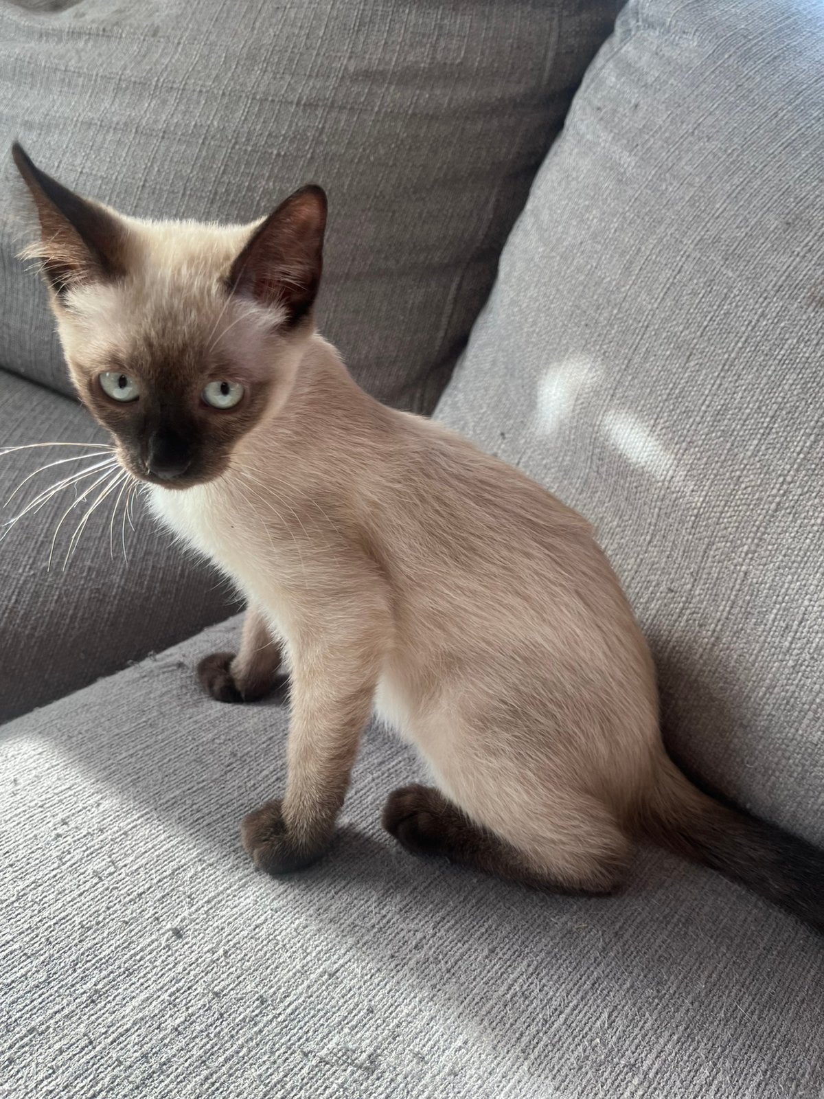 Siamese kitten poesje, Dieren en Toebehoren, Katten en Kittens | Raskatten | Korthaar, Poes, Gechipt