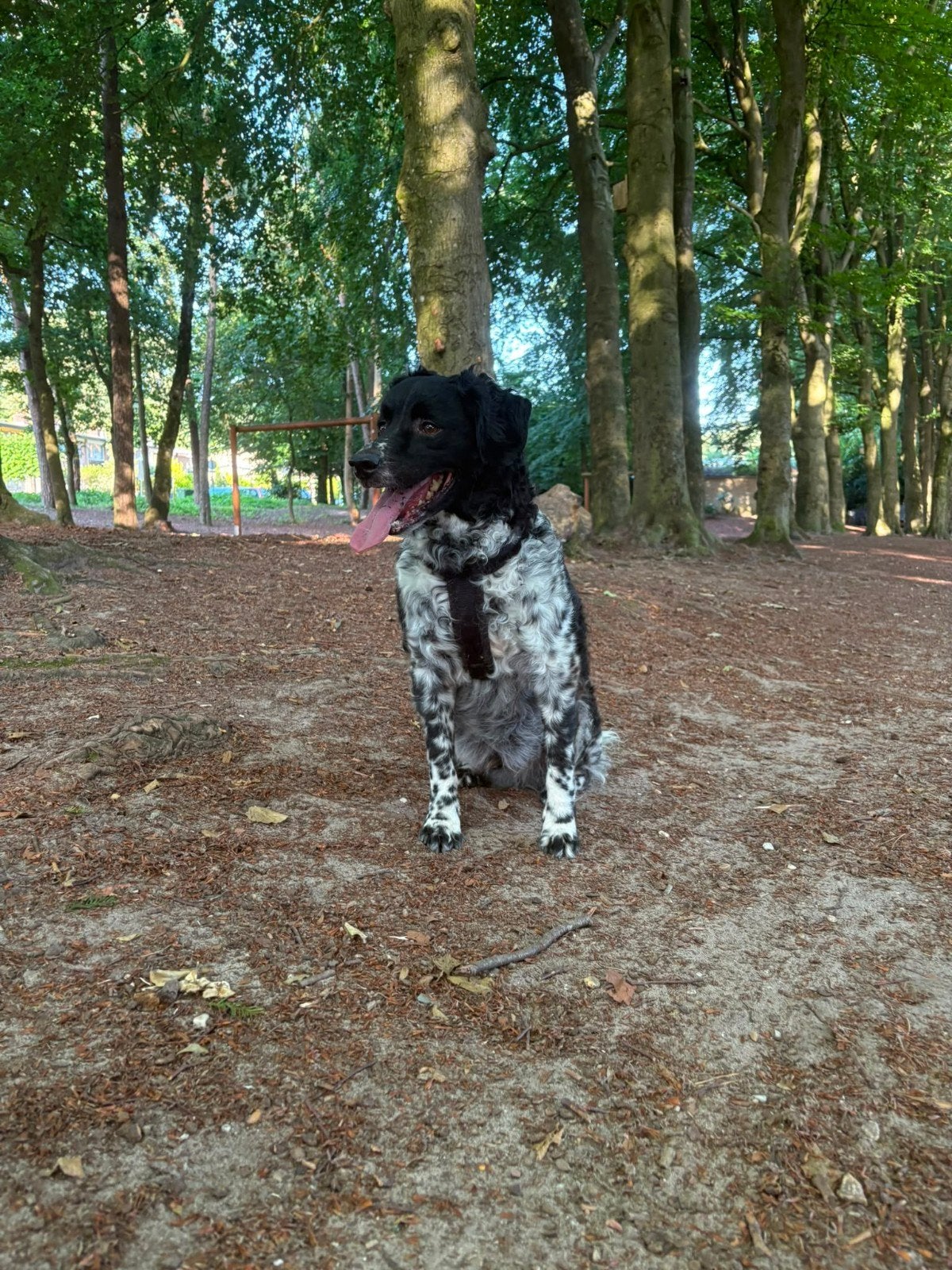 fries Stabij zoekt met spoed een nieuw huisje, 6 jaar of ouder, Reu, Basset, Parvo