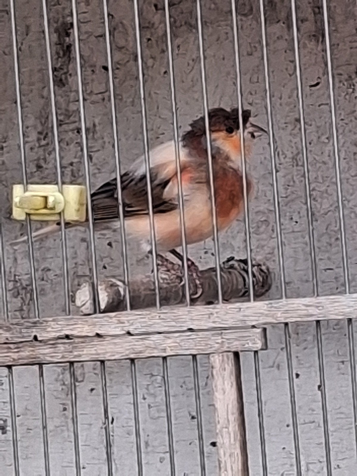 Harlekijn man van 2024, Dieren en Toebehoren, Vogels | Kanaries, Mannelijk, Postuurkanarie