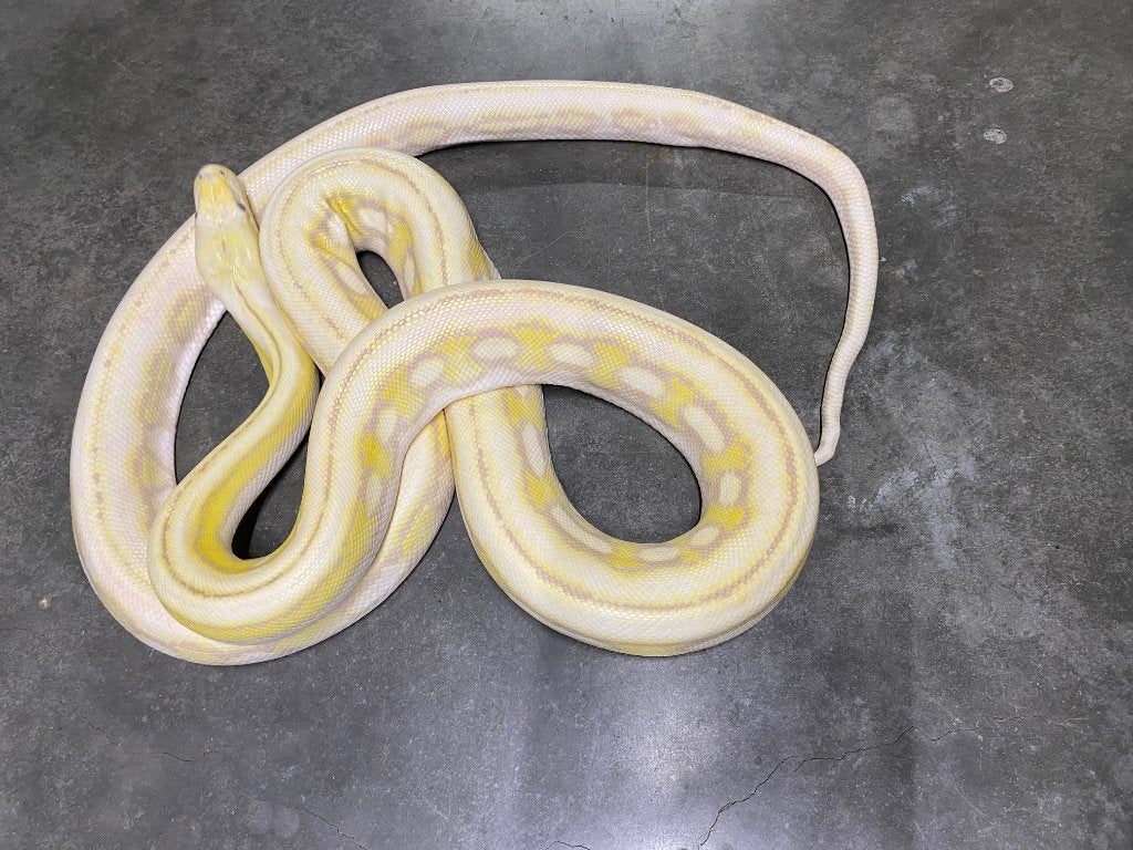 Malayopython reticulatus superdwarf Reticulated Python photo 3