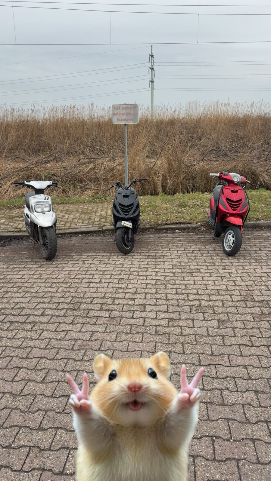 Piaggo zip 70cc, Ophalen of Verzenden, Gebruikt, Maximaal 45 km/u, Benzine