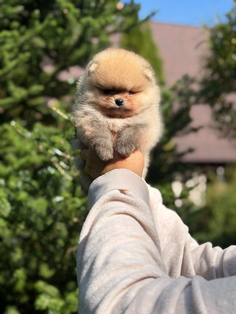 Pomeriaan pup reutje Orange Sable – Bear type, Dieren en Toebehoren, Nederland, Keeshond, Reu, 8 tot 15 weken