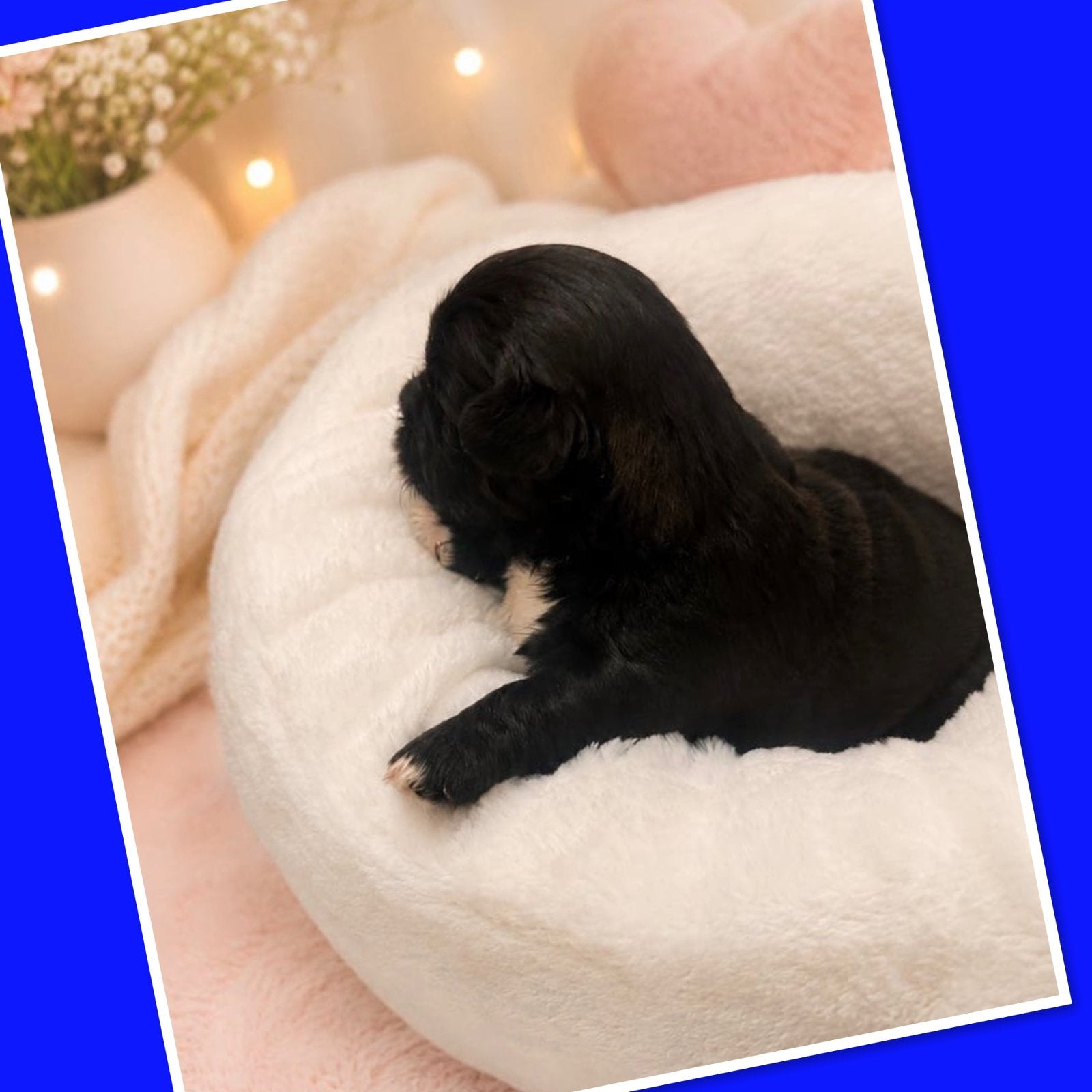 mooie Boomer pups 🩵🩷🩵🩷🩵, Dieren en Toebehoren, Overige rassen, 8 tot 15 weken, Parvo, Meerdere