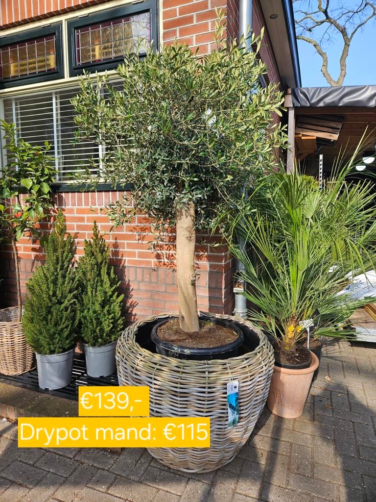 Olijfbomen diverse maten en stamdiktes vanaf 115 euro, Tuin en Terras, Planten | Bomen, Volle zon, Ophalen of Verzenden, 100 tot 250 cm