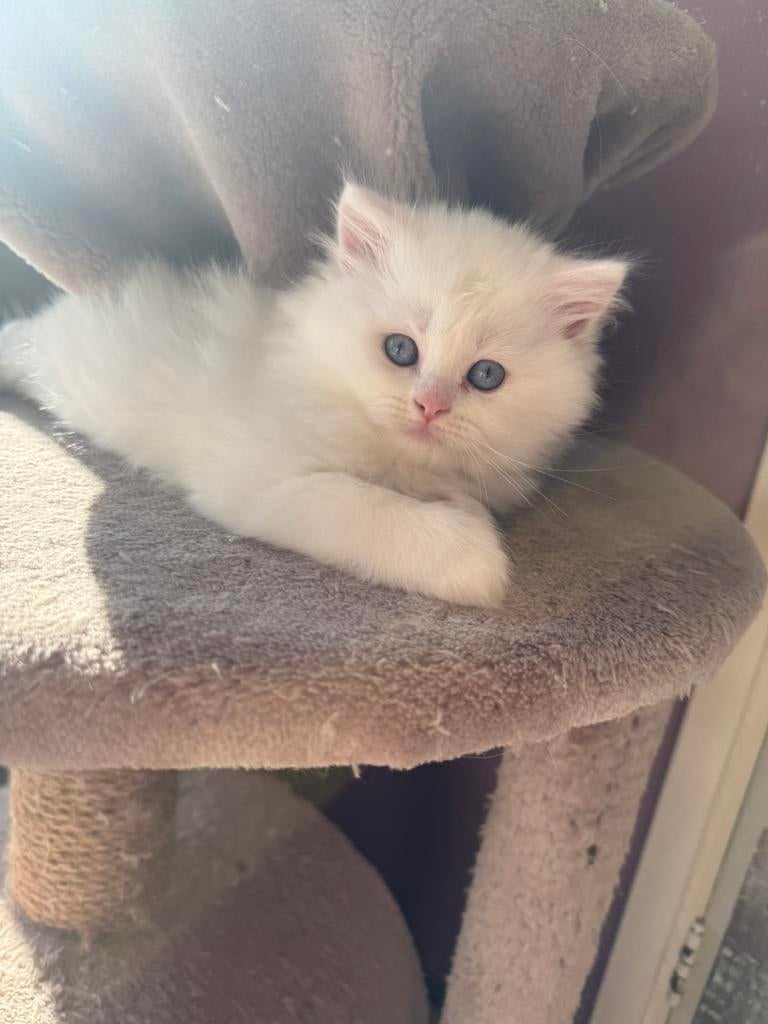 Britse langhaar x Heilige Birmaan, Dieren en Toebehoren, Katten en Kittens | Raskatten | Langhaar, Meerdere dieren, Gechipt, 0 tot 2 jaar