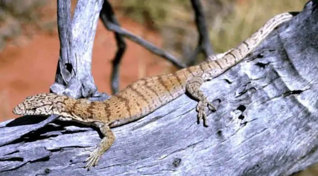 Varanus gilleni 1.0 tekoop Monitor Lizard - male for sale from Wouter