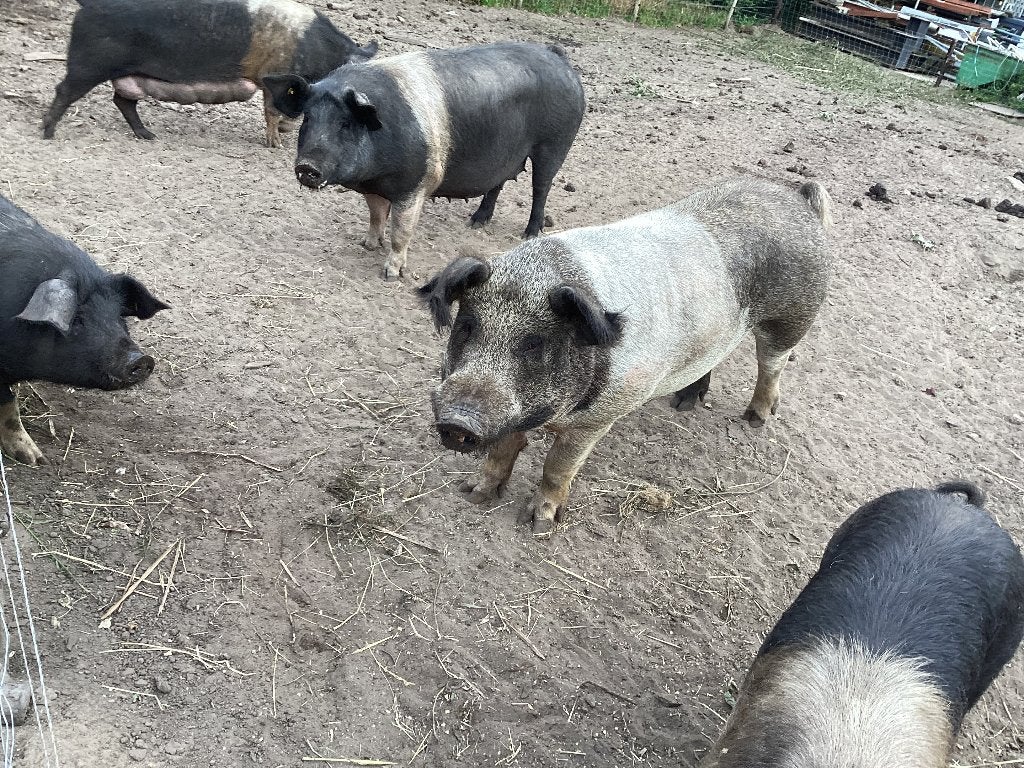 husumer dekbeer staat ter dekking €.150,-, Dieren en Toebehoren, Mannelijk, Varken, 0 tot 2 jaar