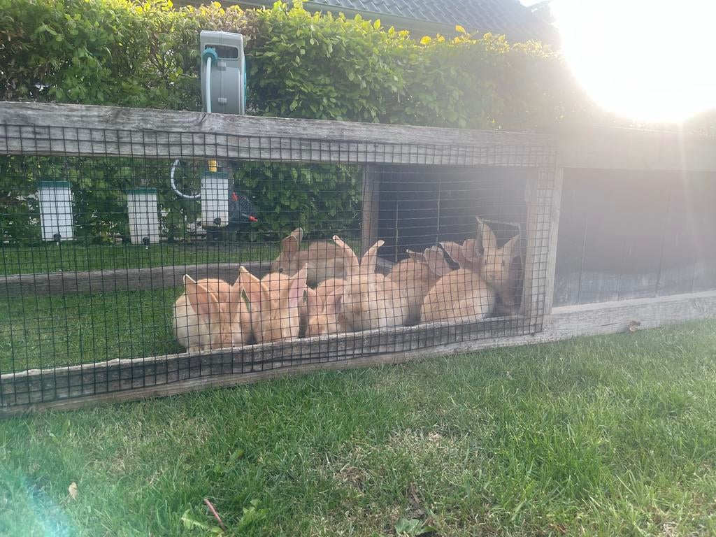 Prachtige jonge gele Vlaamse reus rammen, Dieren en Toebehoren, Konijnen, Meerdere dieren, Groot, 0 tot 2 jaar