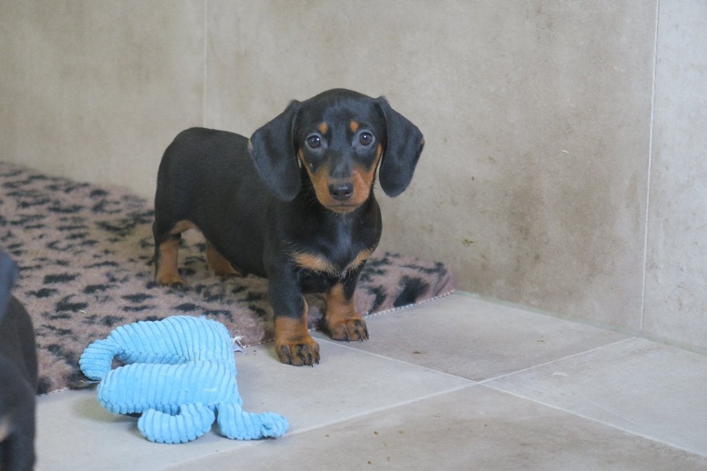 Korthaar dwerg Teckel pups, Dieren en Toebehoren, Parvo, Nederland, 8 tot 15 weken, Korthaar