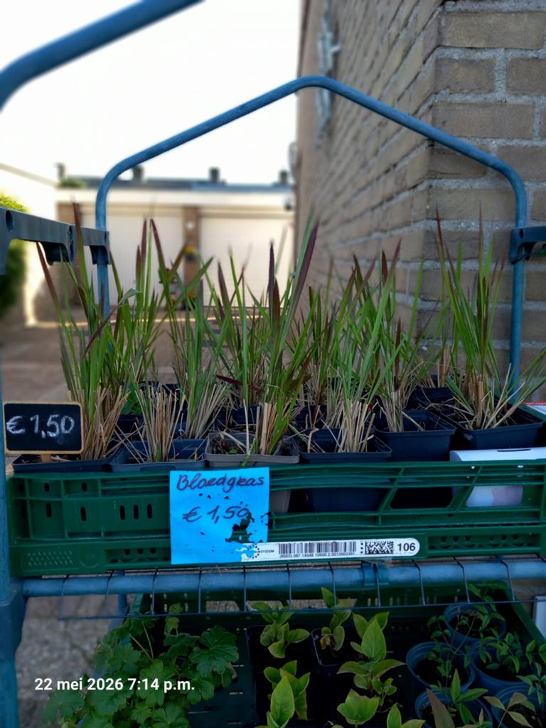 Nog enkele plantjes te koop in Gennep! Op is op!!, Tuin en Terras, Ophalen of Verzenden, Glas, Overige materialen