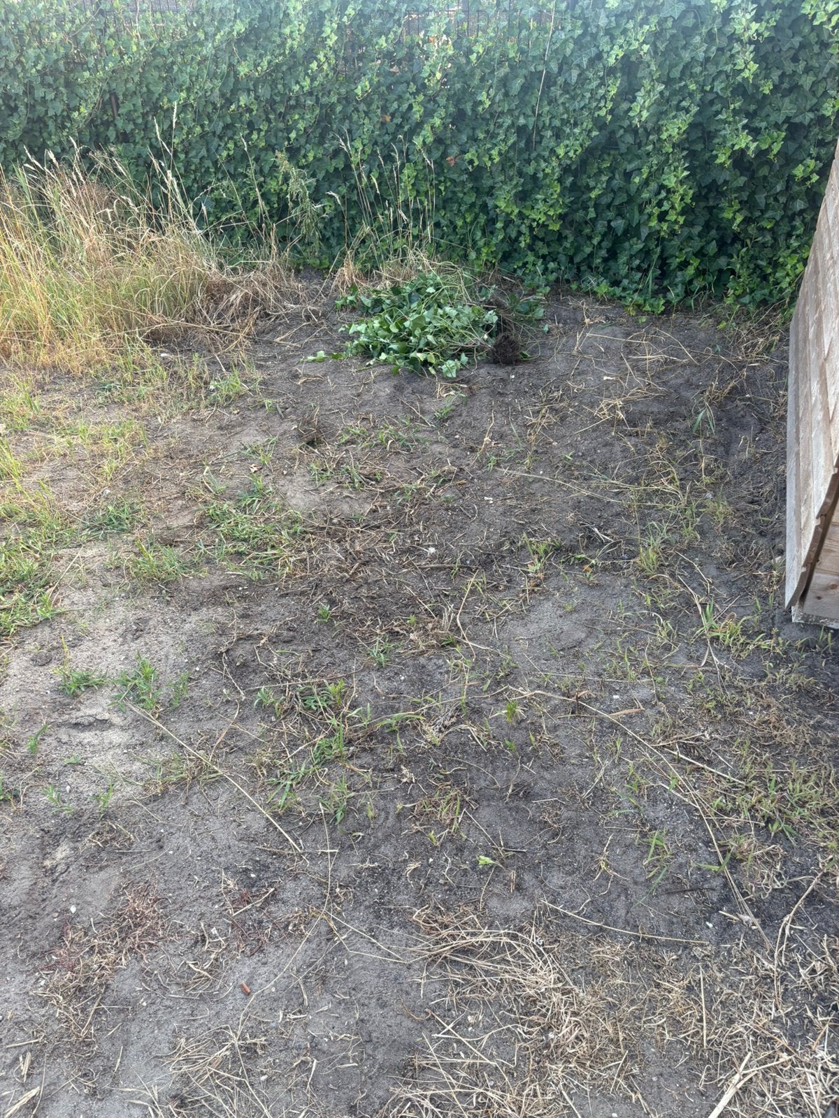Zwart zand Gratis, Ophalen, Laurier, 100 tot 250 cm
