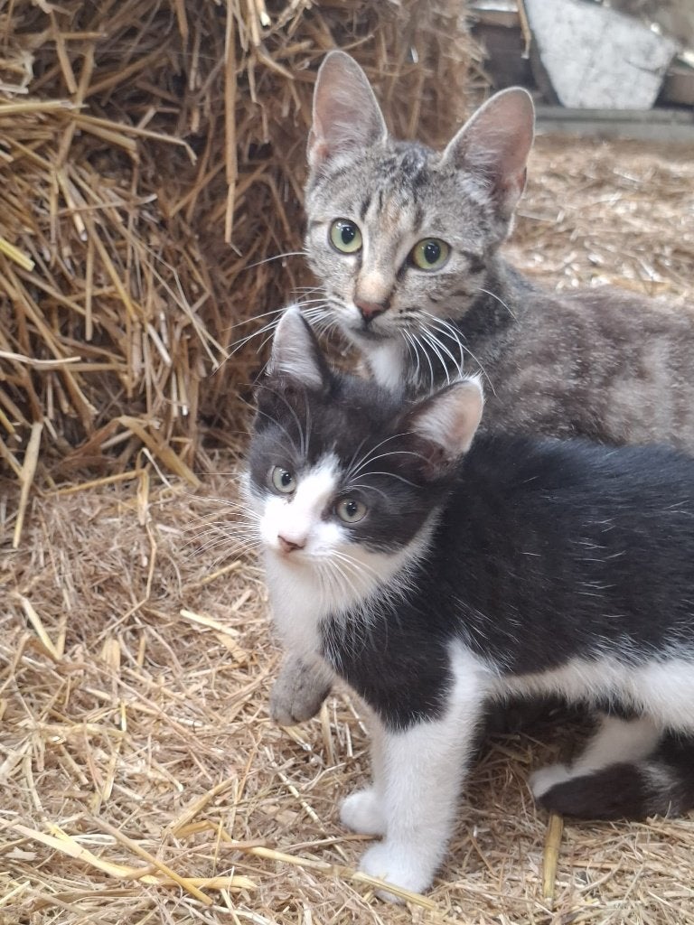 KItten boerderij, Dieren en Toebehoren, Katten en Kittens | Overige Katten, Meerdere dieren, Kortharig, 0 tot 2 jaar