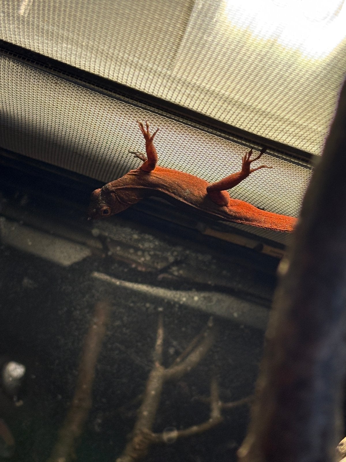 3.0 Anolis sagrei red, Slang, 0 tot 2 jaar