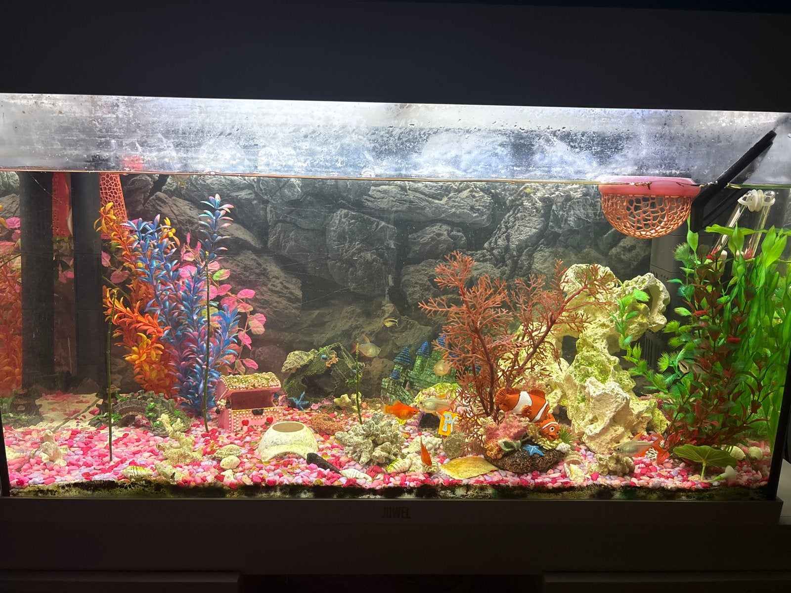 aquarium inclusied inhoud, Ophalen, Gebruikt, Gevuld zoetwateraquarium, Inclusief vissen