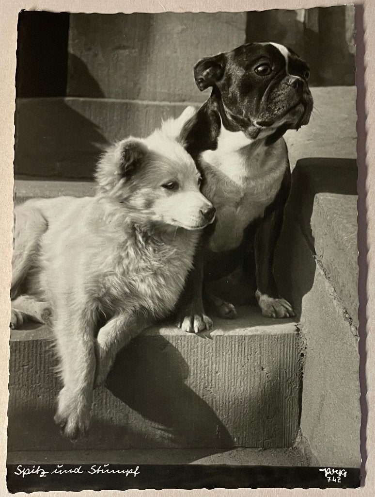 2 honden Boxer Keeshond mooie POPP fotokaart, Ophalen of Verzenden, 1920 tot 1940, Ongelopen, Overige thema's
