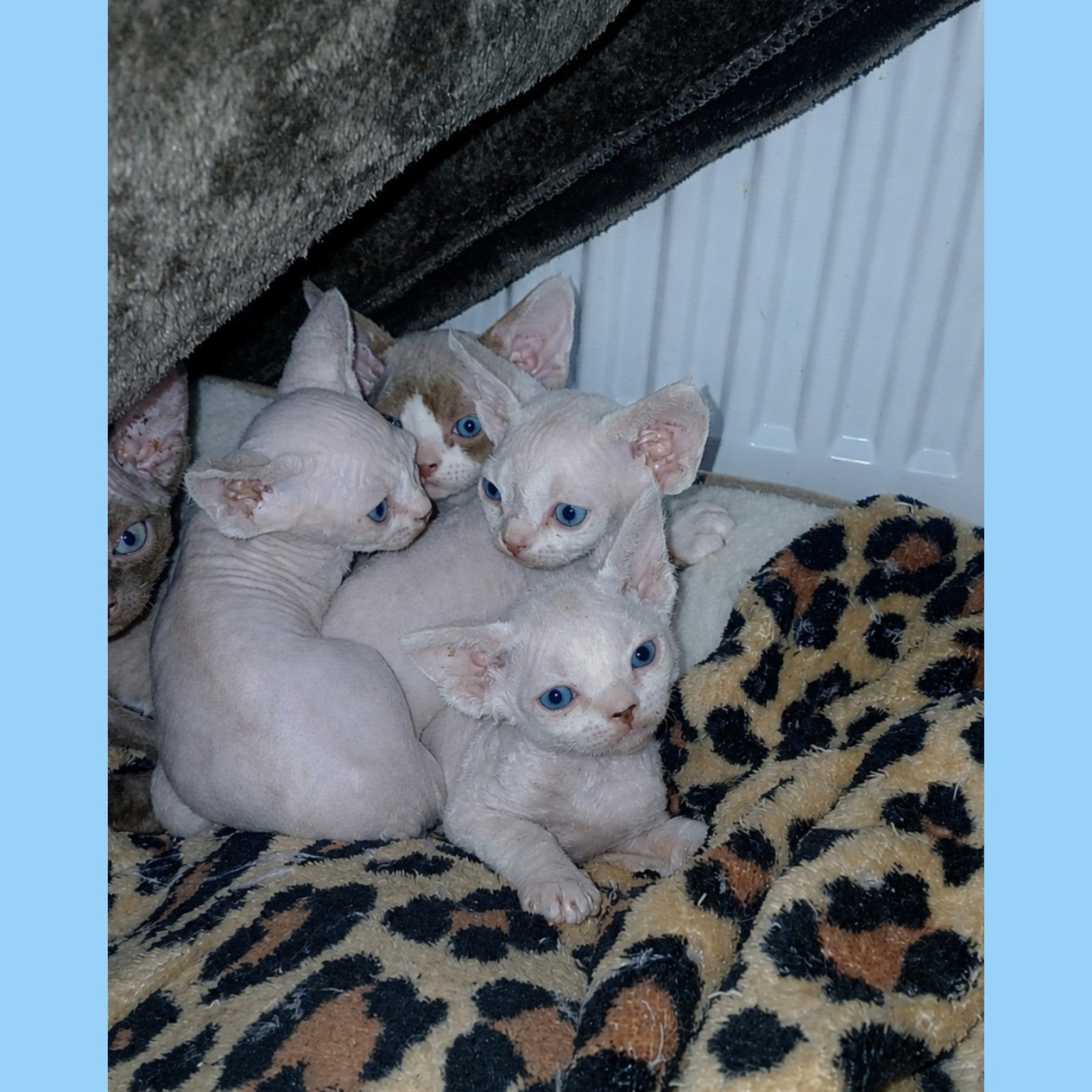 Devon Rex 4 Kittens ~ Reservering mogelijk! 🏠17 juli, Dieren en Toebehoren, Meerdere dieren, Gechipt, 0 tot 2 jaar