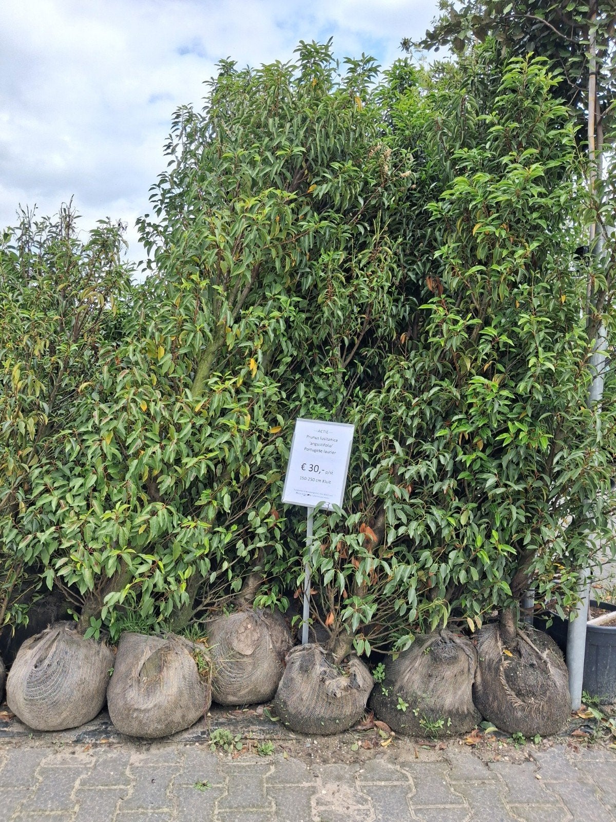 Actie!! Portugese Laurier Prunus lusitanica 200cm hoog, Tuin en Terras, Planten | Struiken en Hagen, Ophalen of Verzenden, Laurier