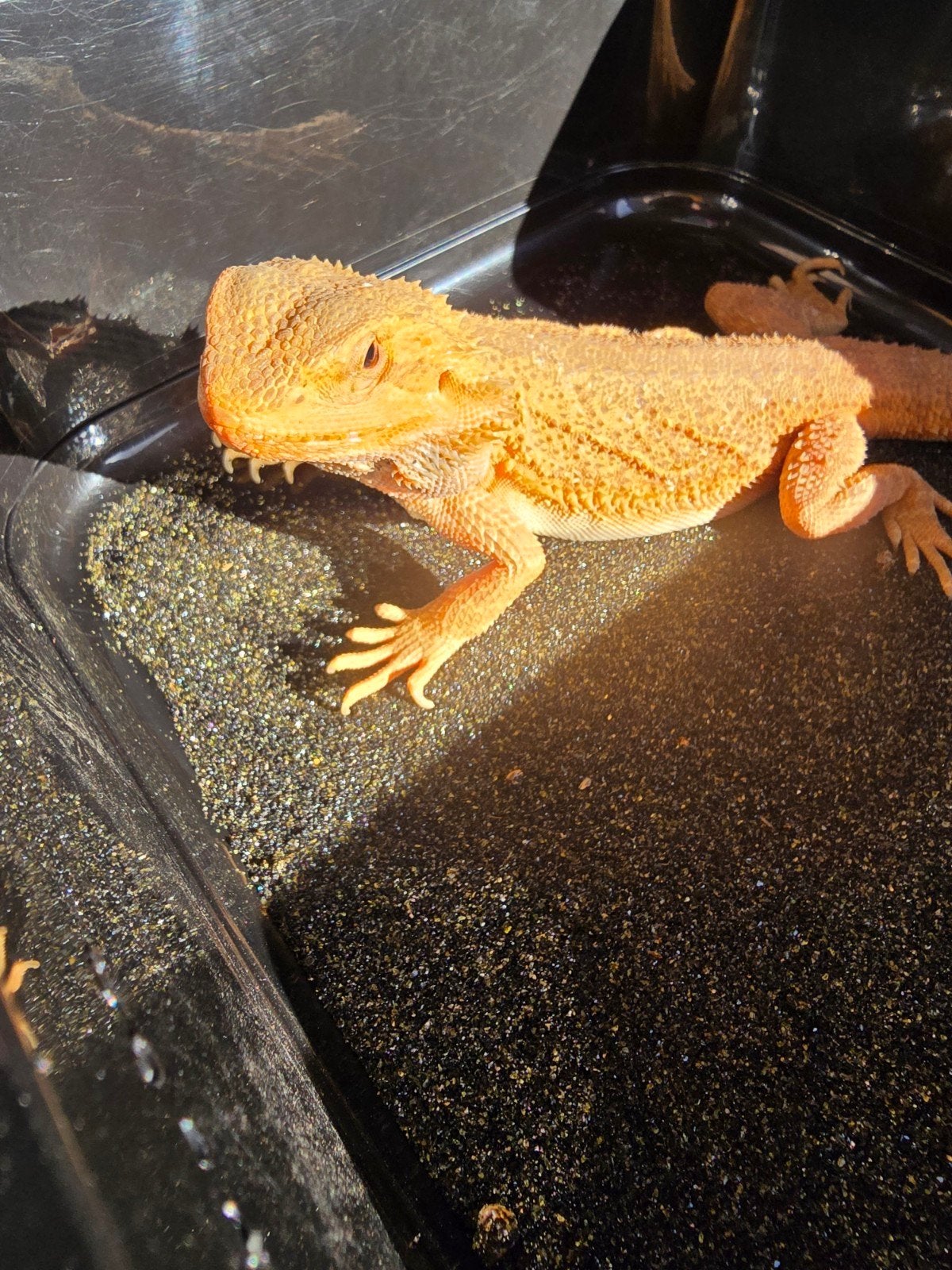 Prachtige vrouwelijke Translucent baardagaam Bearded Dragon photo 5