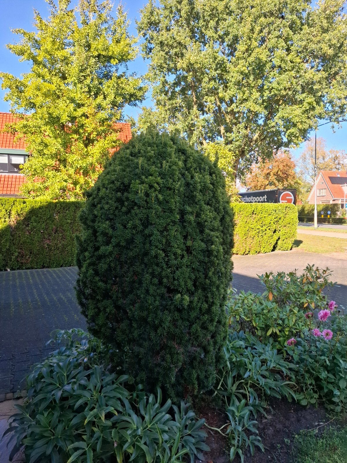 Taxus struik - Ideaal voor hagen en vormsnoei, Vaste plant, Bloeit niet, Halfschaduw, Ophalen