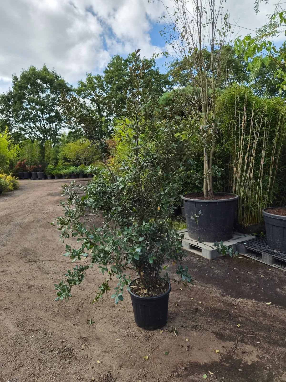 Quercus Ilex Struikvorm 175cm - Groenblijvende Eik, Volle zon, Vaste plant, Bloeit niet, Ophalen