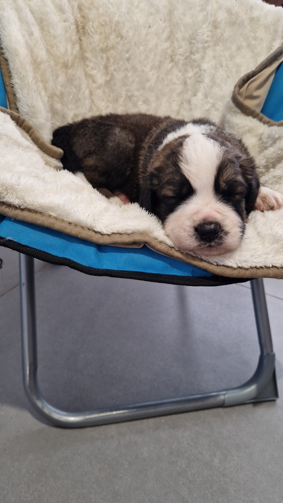1 reutje mama berner papa sint bernard (belgie), Dieren en Toebehoren, België, Particulier, Reu, Parvo