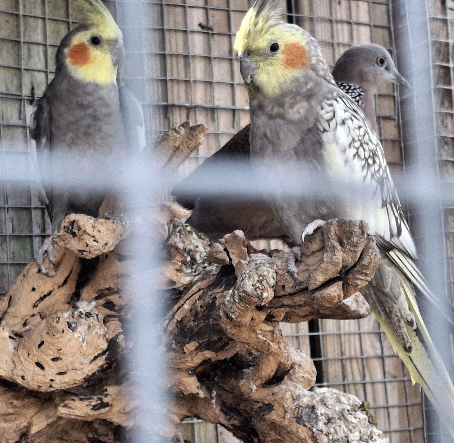 valkparkieten koppel, Dieren en Toebehoren, Vogels | Parkieten en Papegaaien, Meerdere dieren, Parkiet