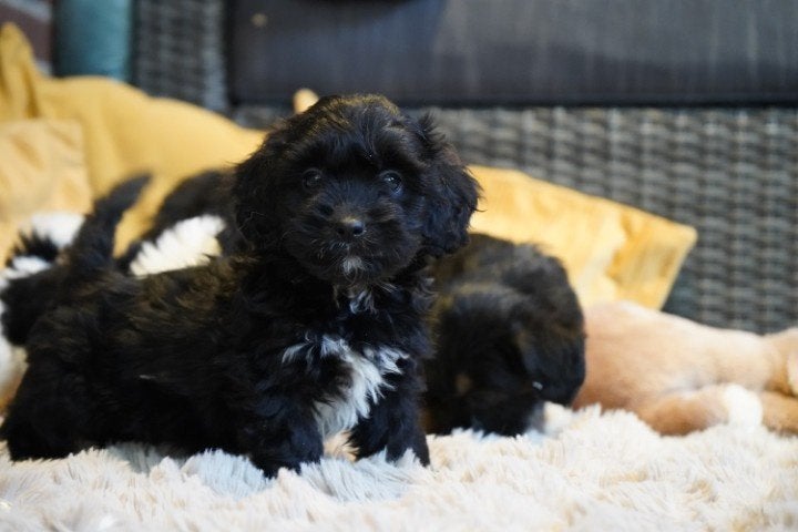 Grappige boomer pups, kruising spaniel - shih tzu, teefjes., Nederland, Overige rassen, 8 tot 15 weken, CDV (hondenziekte)