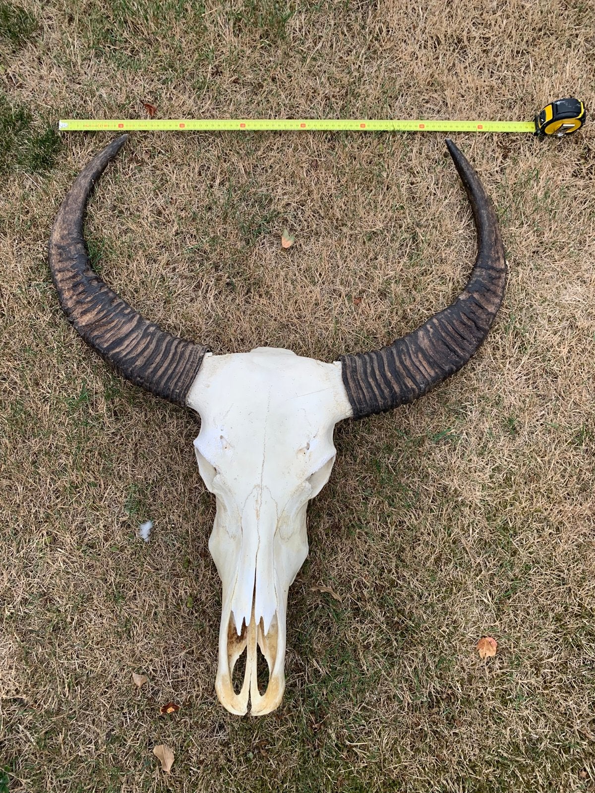 Buffelschedel buffel schedel gewei, Ophalen