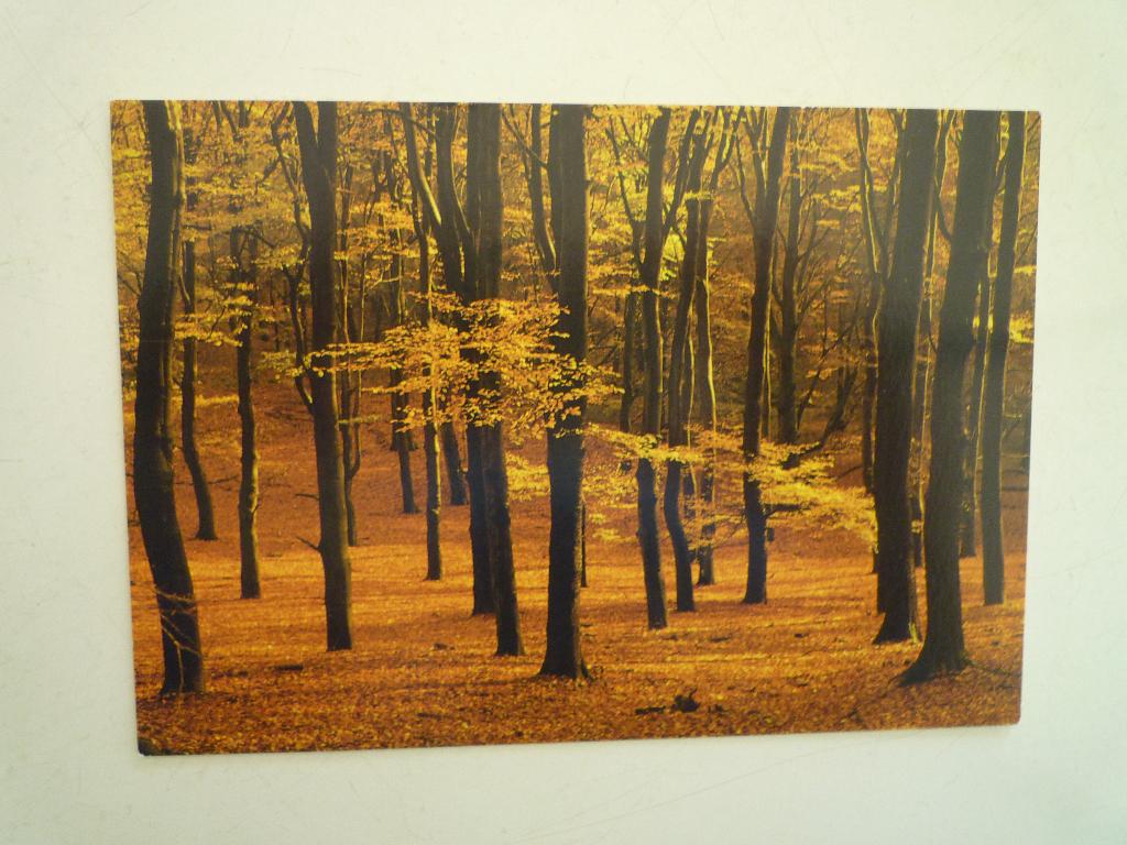 Art unlimited kaart untitled door Martin Kers bos bomen, Ophalen of Verzenden, Voor 1920, Overige thema's